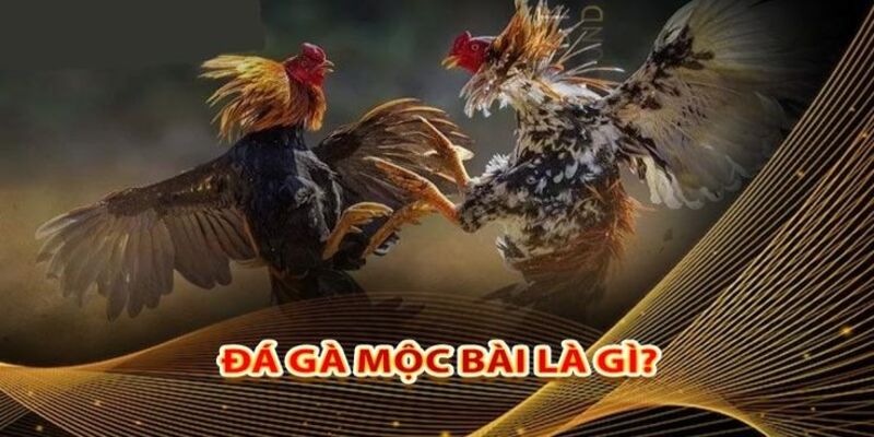 Đá gà Mộc Bài là tựa game thu hút các sư kê tham gia