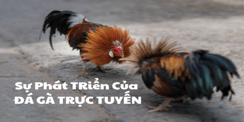 Sự phát triển mạnh mẽ thu hút đông đảo người chơi.