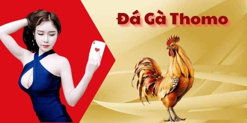 Giới thiệu hình thức cá cược chọi gà Thomo hấp dẫn