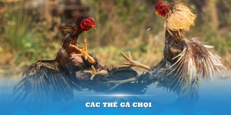 các thế gà chọi