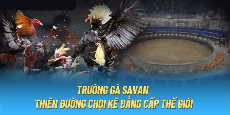 Trường gà savan