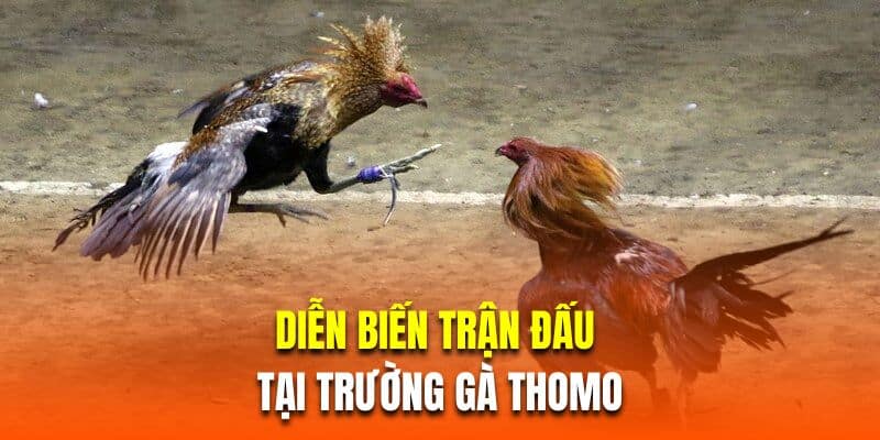 Diễn biến trận đấu tại trường gà thomo