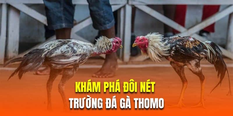 Khám phá đôi nét về trường đá gà thomo