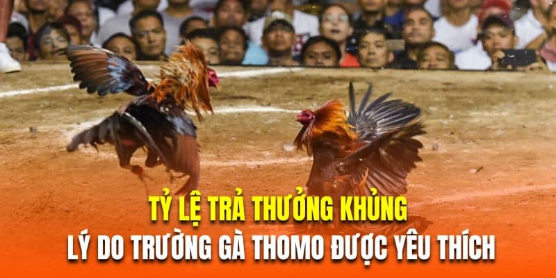 Tỷ lệ trả thưởng khủng là lý do trường gà thomo được yêu thích