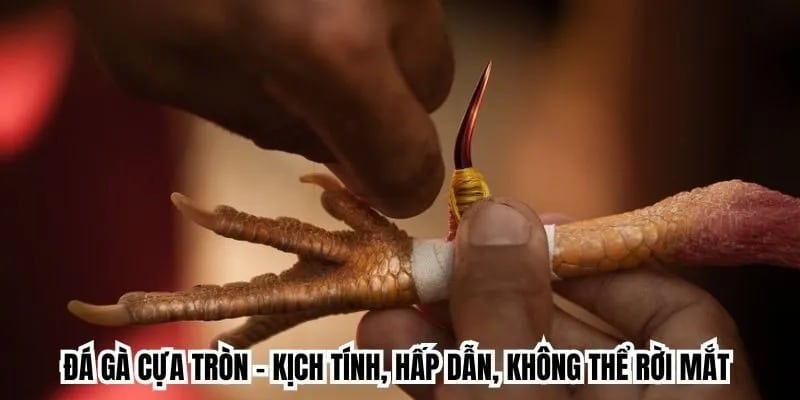 Đá gà cựa tròn là bộ môn cực hot hit tại nhà cái